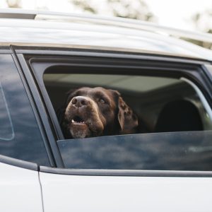 big-black-dog-car